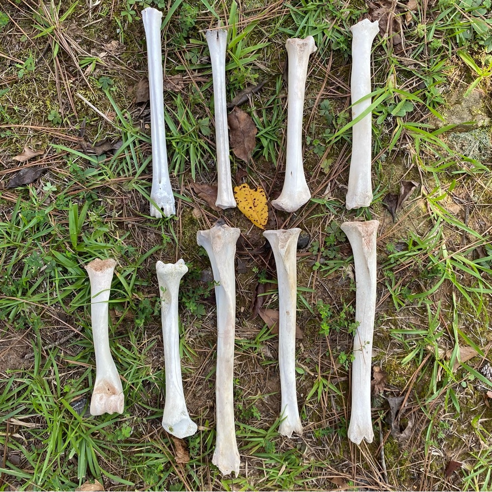 Set of 8 Whitetail Deer Leg Bones